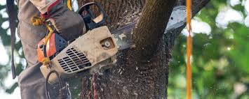 Best Tree Health Inspection  in Caoncito, NM