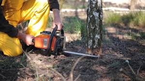 Best Commercial Tree Services  in Caoncito, NM