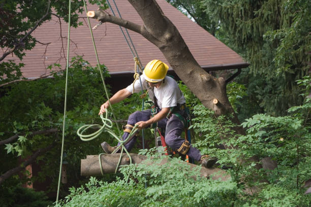 Best Tree Trimming and Pruning  in Caoncito, NM