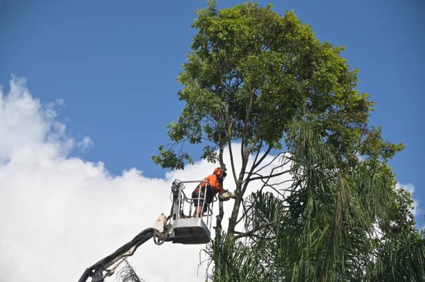 Best Tree Preservation Services  in Caoncito, NM