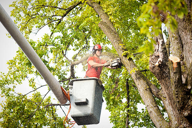 Best Tree Risk Assessment  in Caoncito, NM